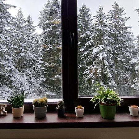 Pine Tree Apartment / Borovets Gardens Extérieur photo